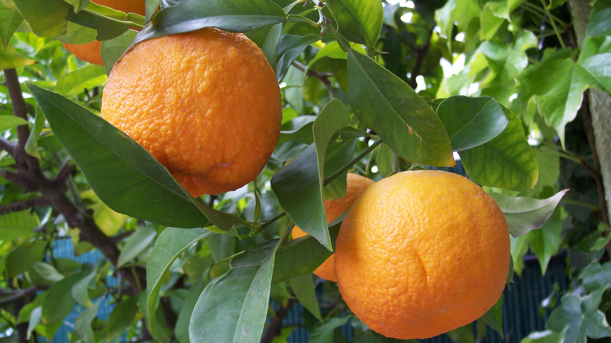 Citrus aurantium for cognitive function