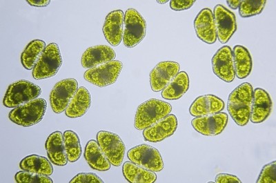 Microalgae improves cognitive health © NNehring / GettyImages 