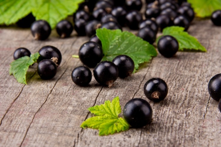 Bet on black: Blackcurrant nutrient content trumps its varieties