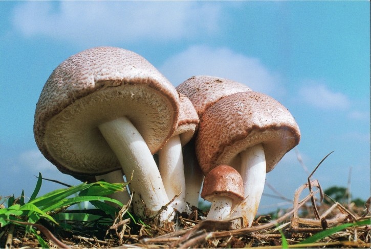 The KA21 mushroom is effective in repairing skin damage and maintaining skin elasticity, according to research findings. © Toei Shinyaku