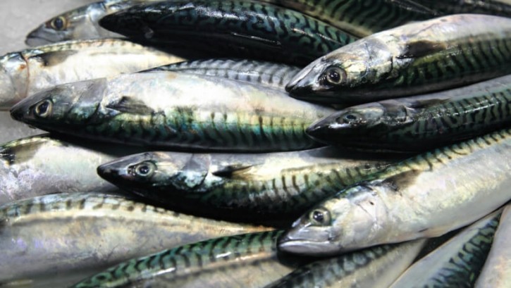 North Atlantic fish like mackerel have lower EPA and DHA omega-3 concentrations, but high levels of long-chain monounsaturated fatty acids (LC-MUFAs), which were the focus of the new studies.   Image © vuk8691 / Getty Images 