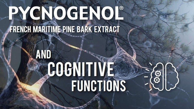 Pycnogenol and cognitive function