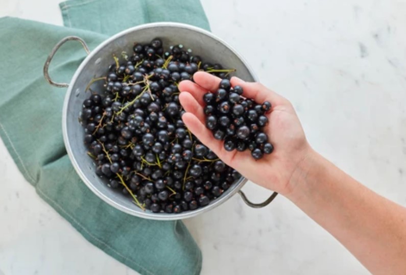 Blackcurrant extract may provide fat burning boost during exercise, study  finds